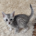 Mau silver male DOB 5-4-24