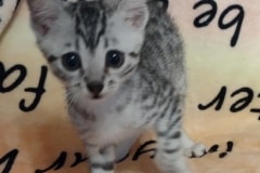 Gutso Egyptian Mau Silver Male #4 DOB 7-5-24