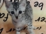 Gutso Egyptian Mau Silver Male #4 DOB 7-5-24