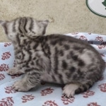 Egyptian Mau silver Male