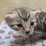 Egyptian Mau silver Male
