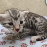 Egyptian Mau silver Male