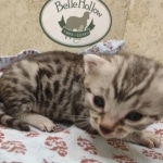 Egyptian Mau silver Male