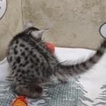 Silver-Mau-4.jpg-a