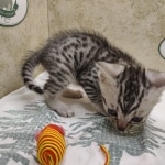 Silver-Mau-4