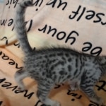 Mau silver Male #4
