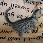 Mau silver Male #4
