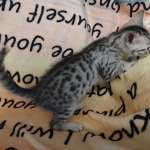 Mau silver Male #4