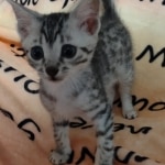 Mau silver Male #4