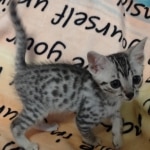 Mau silver Male #4
