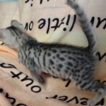 Mau silver Male #4