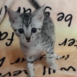 Mau silver Male #4