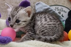 Egyptian Mau Silver Male #4 DOB 8-19-22