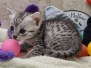 Egyptian Mau Silver Male #4 DOB 8-19-22