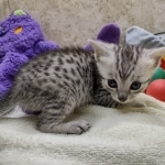 Mau Silver Male DOB 8-19-22