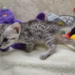 Mau Silver Male DOB 8-19-22