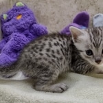 Mau Silver Male DOB 8-19-22