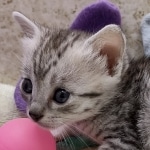 Mau Silver Male DOB 8-19-22