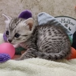 Mau Silver Male DOB 8-19-22