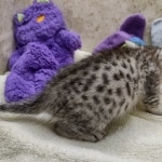 Mau Silver Male DOB 8-19-22