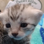 Mau Silver Male DOB 8-19-22