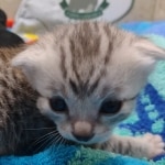 Mau Silver Male DOB 8-19-22