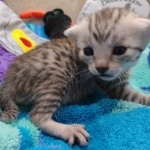 Mau Silver Male DOB 8-19-22