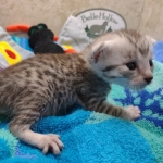 Mau Silver Male DOB 8-19-22