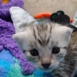 Mau Silver Male DOB 8-19-22