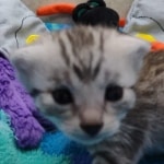 Mau Silver Male DOB 8-19-22