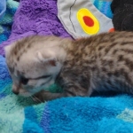 Mau Silver Male DOB 8-19-22