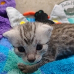 Mau Silver Male DOB 8-19-22