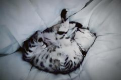 Leo Egyptian Mau silver Male #4 DOB 9-21-15