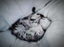 Leo Egyptian Mau silver Male #4 DOB 9-21-15