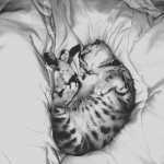 Leo, Silver, Egyptian Mau DOB 9-21-15