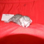 Egyptian Mau, silver, Male DOB 9-21-15