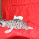 Egyptian Mau, silver, Male DOB 9-21-15