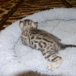 Egyptian Mau, silver, Male DOB 9-21-15
