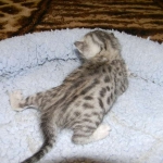 Egyptian Mau, silver, Male DOB 9-21-15
