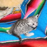 Egyptian Mau, silver, Male DOB 9-21-15