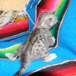 Egyptian Mau, silver, Male DOB 9-21-15