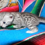 Egyptian Mau, silver, Male DOB 9-21-15