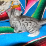 Egyptian Mau, silver, Male DOB 9-21-15