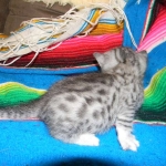 Egyptian Mau, silver, Male DOB 9-21-15