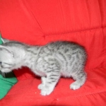 Egyptian Mau, silver, Male DOB 9-21-15