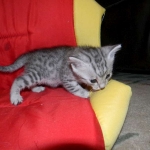 Egyptian Mau, silver, Male DOB 9-21-15