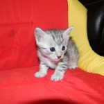 Egyptian Mau, silver, Male DOB 9-21-15