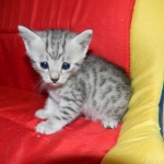 Egyptian Mau, silver, Male DOB 9-21-15