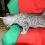 Egyptian Mau, silver, Male DOB 9-21-15