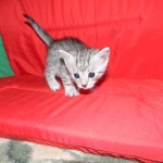 Egyptian Mau, silver, Male DOB 9-21-15